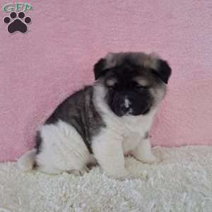 Samantha, Akita Puppy