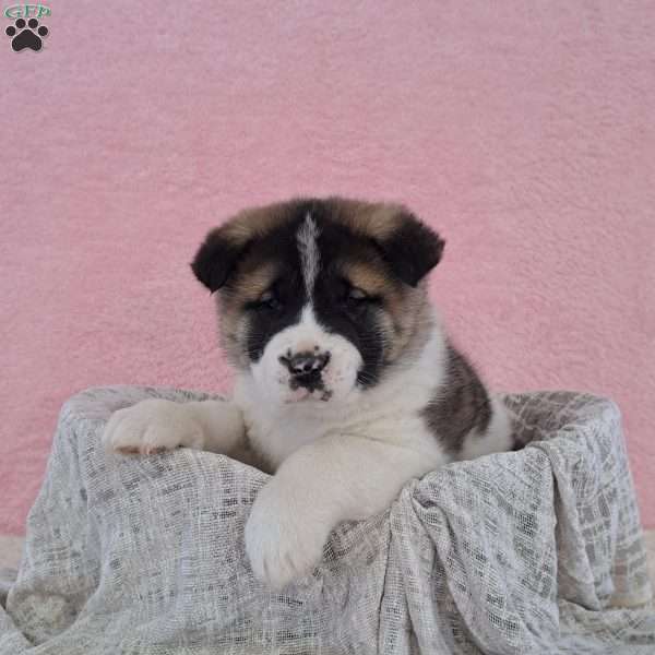 Sandra, Akita Puppy