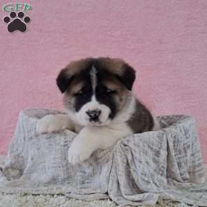 Sandra, Akita Puppy