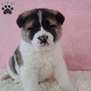 Sandra, Akita Puppy