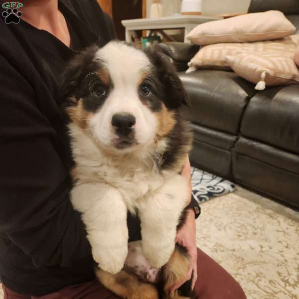 Maddox, Australian Shepherd Puppy