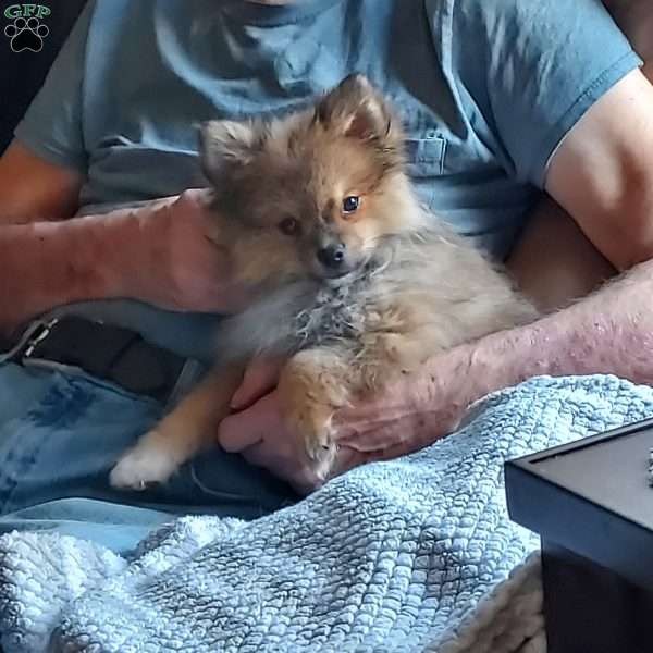 Tiny, Pomeranian Puppy