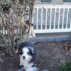 Maddox, Australian Shepherd Puppy