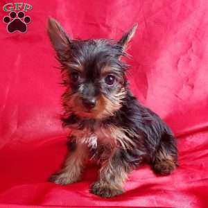 Lady (toy), Yorkie Puppy