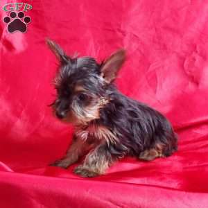 Lady (toy), Yorkie Puppy