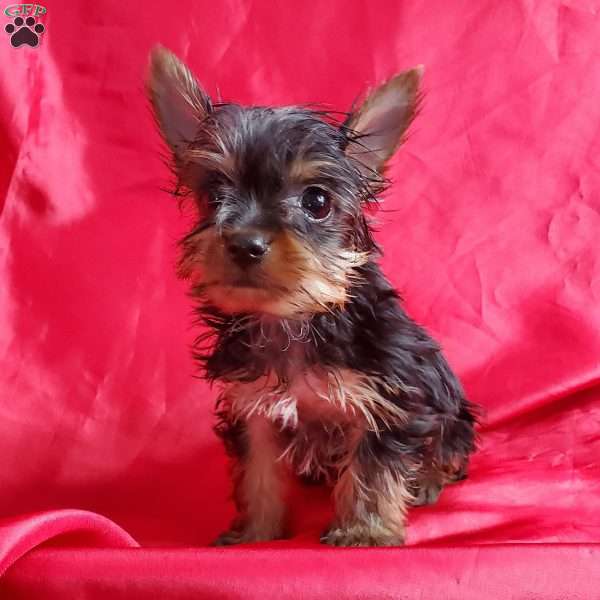 Lady (toy), Yorkie Puppy