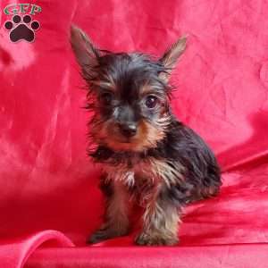 Lady (toy), Yorkie Puppy