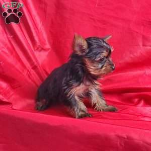 Ruby (Toy), Yorkie Puppy