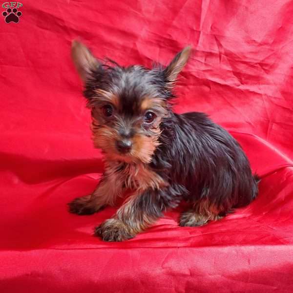 Ruby (Toy), Yorkie Puppy