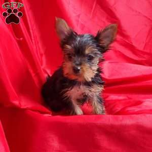 Ruby (Toy), Yorkie Puppy