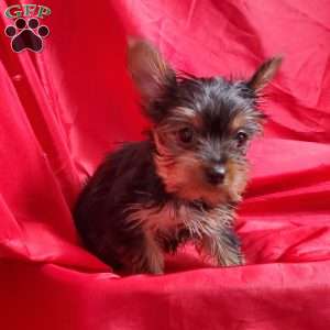 Ruby (Toy), Yorkie Puppy