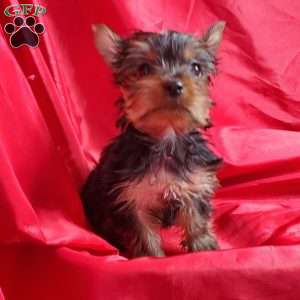 Ruby (Toy), Yorkie Puppy