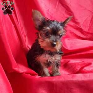 Ruby (Toy), Yorkie Puppy