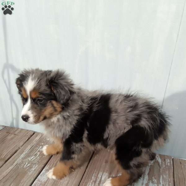 Shiloh, Miniature Australian Shepherd Puppy