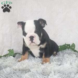 Billy, English Bulldog Puppy