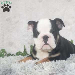 Billy, English Bulldog Puppy