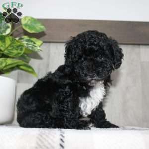 Molly, Miniature Poodle Puppy