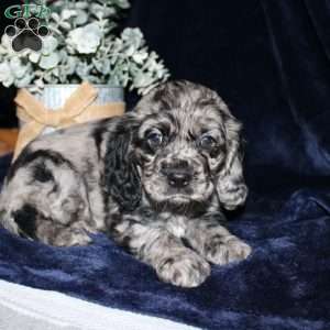 Lacey, Cocker Spaniel Puppy