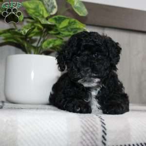 Molly, Miniature Poodle Puppy