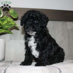 Molly, Miniature Poodle Puppy