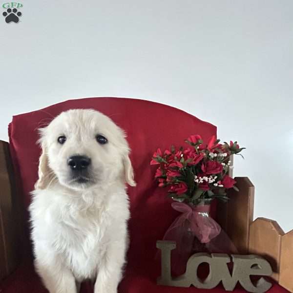 Carson, English Cream Golden Retriever Puppy