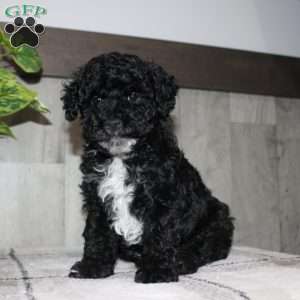 Molly, Miniature Poodle Puppy