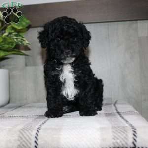 Molly, Miniature Poodle Puppy