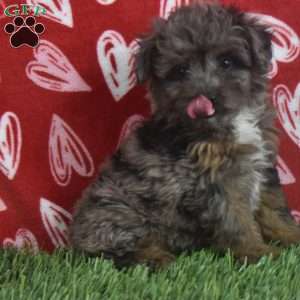 Sasha, Aussiedoodle Puppy