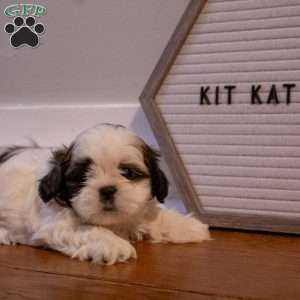 Kit Kat, Shih Tzu Puppy