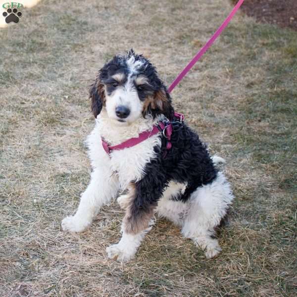 Greta, Mini Bernedoodle Puppy