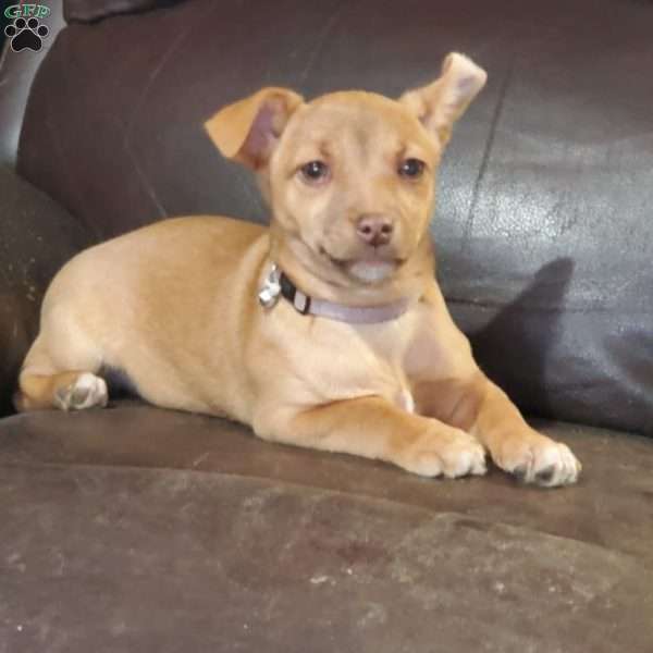 Buttercup, Chihuahua Mix Puppy