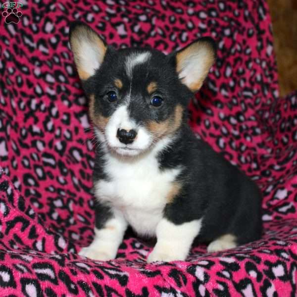 Polly, Pembroke Welsh Corgi Puppy