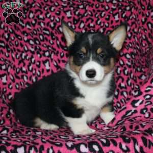 Pepper, Pembroke Welsh Corgi Puppy