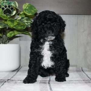 Molly, Miniature Poodle Puppy