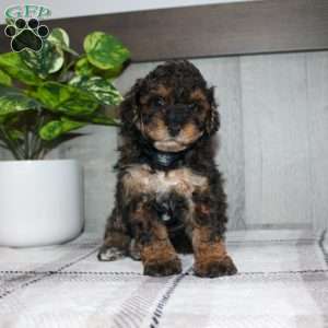 Jolly, Miniature Poodle Puppy