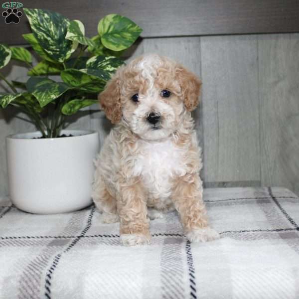 Dolly, Miniature Poodle Puppy