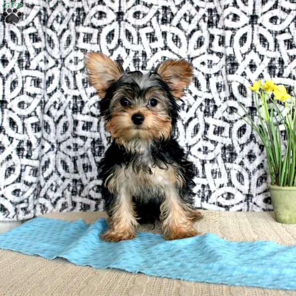 David, Yorkie Puppy