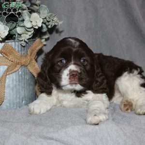 Larry, Cocker Spaniel Puppy