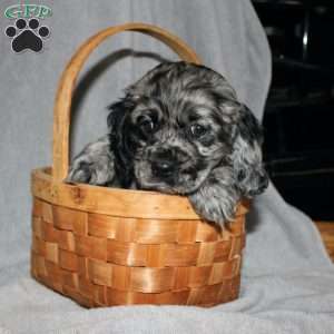 Lacey, Cocker Spaniel Puppy