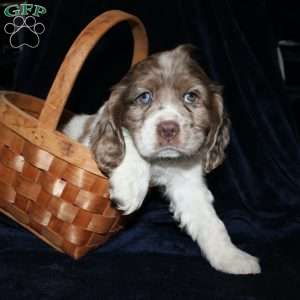 Leo, Cocker Spaniel Puppy