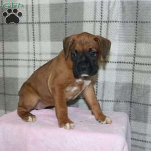 Spirit, Boxer Puppy