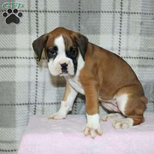 Spice, Boxer Puppy