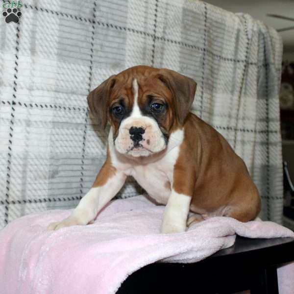 Sparkles, Boxer Puppy