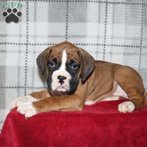 Snickers, Boxer Puppy