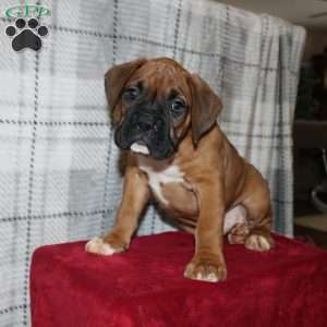 Snoopy, Boxer Puppy