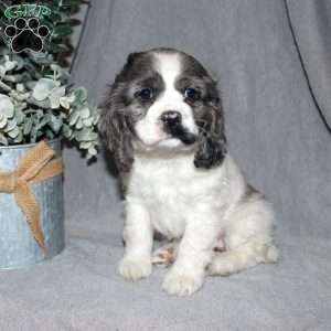 Lucy, Cocker Spaniel Puppy