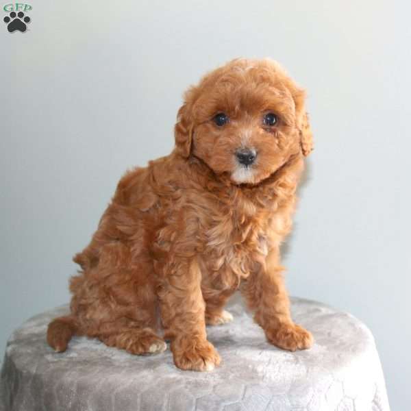 Joanna, Mini Aussiedoodle Puppy