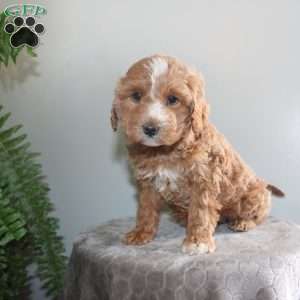 Janey, Mini Aussiedoodle Puppy