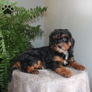 Julie, Mini Aussiedoodle Puppy