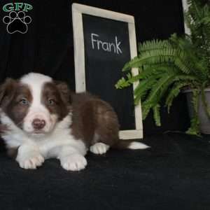 Frank, Border Collie Puppy